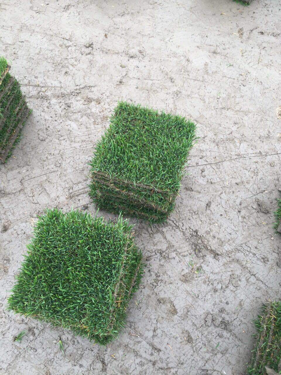 大量批发草皮剪股颖坪四季青草坪高尔夫草坪耐践踏草坪耐踩草皮