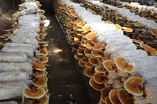 活体灵芝好养 灵芝盆栽盆景室内家庭办公桌观赏摆件多肉植物灵芝