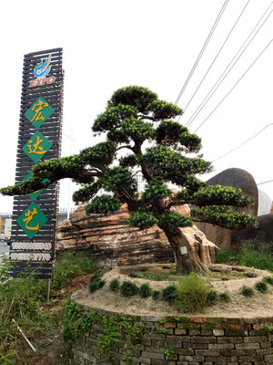 造型飘枝罗汉松 福建直供 城市园林绿化植物罗汉松批发 黑松