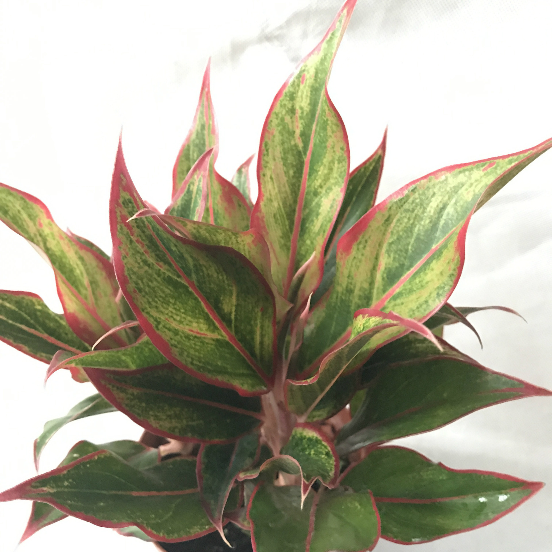 【基地直销】小盆栽粗肋草 室内迷你观叶植物 110#万年红