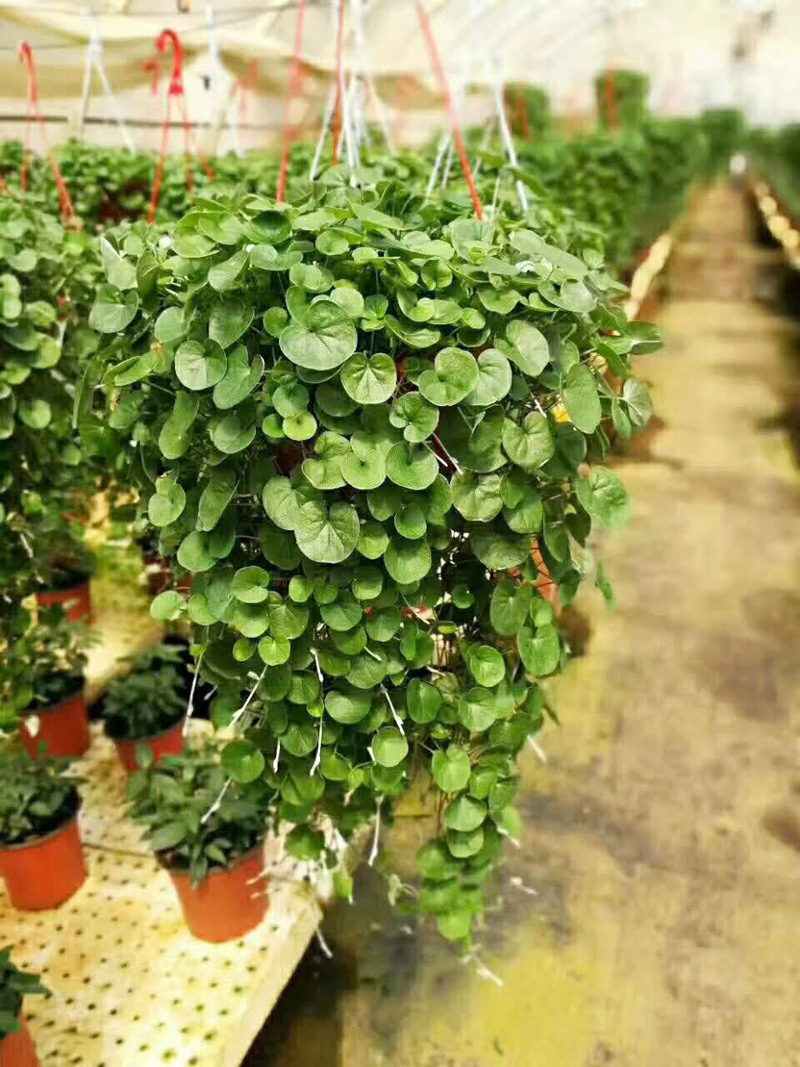 【基地直供】垂吊植物四季常绿小盆栽 小金钱草(180#)马蹄金