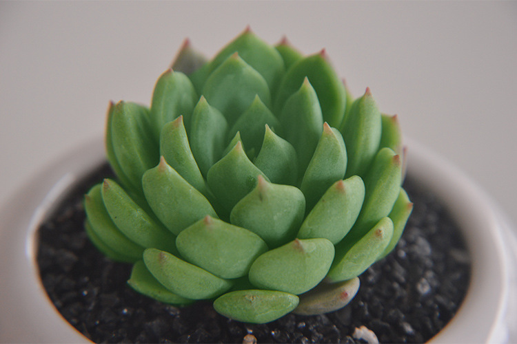 青苹果 多肉植物新手办公室内阳台四季盆栽超萌肉肉 小盆景价