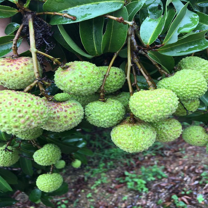 供应特产麻垌优质荔枝原产地青皮荔