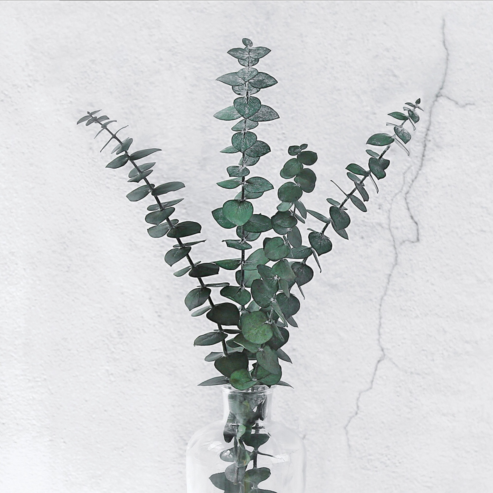 尤加利叶精品永生花花材干花辅材保鲜昆明工厂单支永生小叶铜钱桉