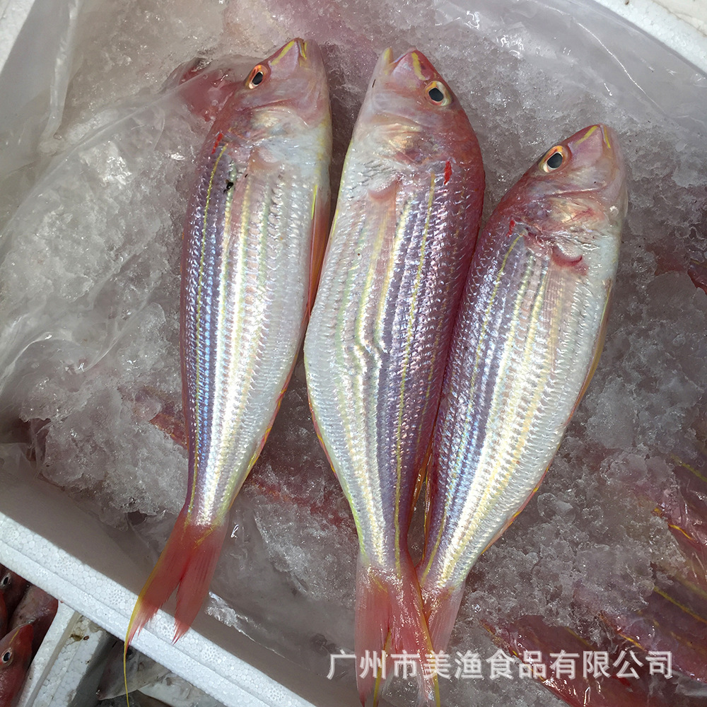 冰鲜新鲜金线鱼钓鲤金丝红衫鱼红三鱼海鱼生海鱼金线鱼1斤3-4条