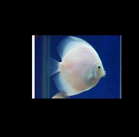 金星 维纳斯鱼 三湖慈鲷 坦鲷 马鲷 热带鱼 观赏鱼活体 鲷科鱼批