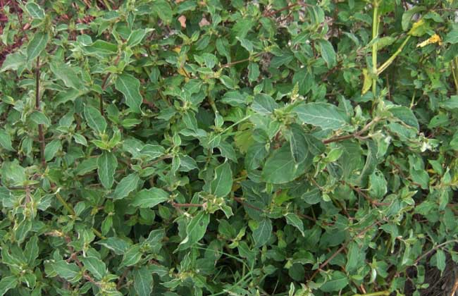 牛膝提取物 川牛膝提取物 斯诺特厂家_陕西__植物提取物-食品商务网