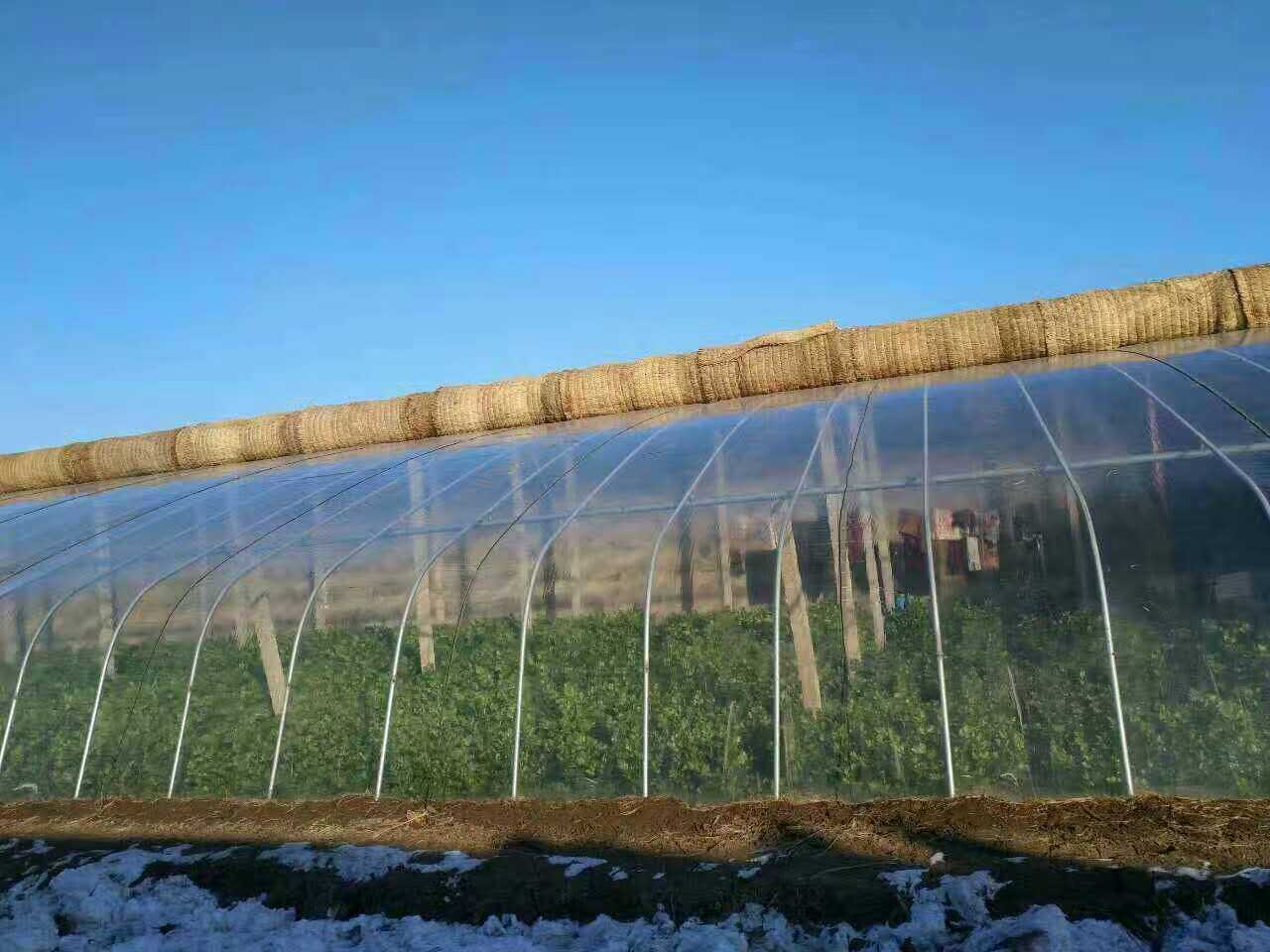 龙华塑料有限公司生产棚膜 日本光核虹膜 虹核聚能膜 大棚膜po膜