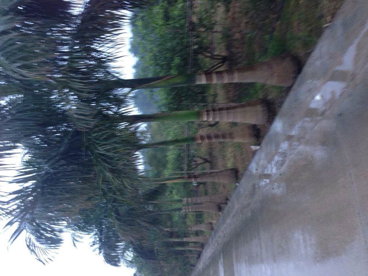 大王椰子场地直销承接绿化工程 大王椰子(杆高4米,冠幅4米