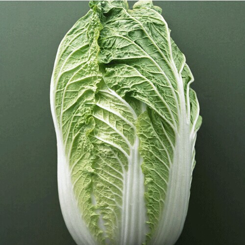 绿先锋大白菜种子 蔬菜种子 东北 杂交种抗病高产 全国各地.