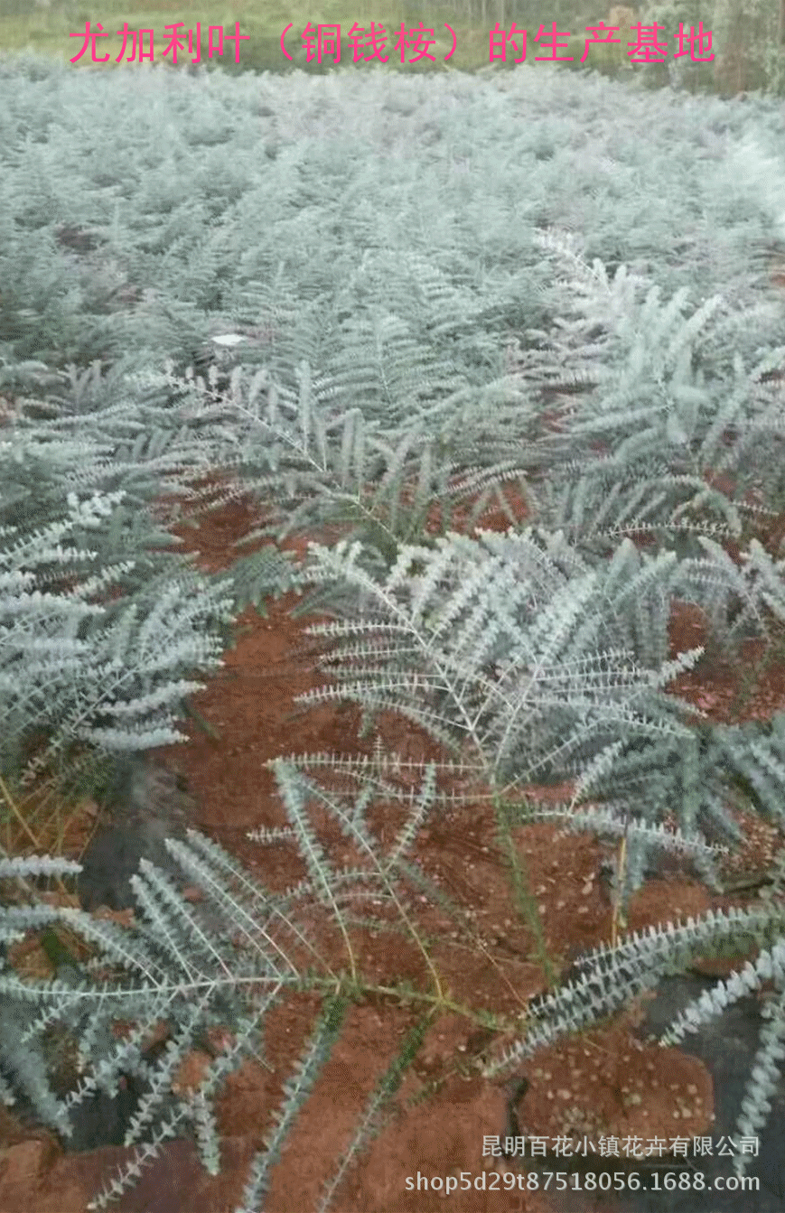 微信图片_20171015204135_副本