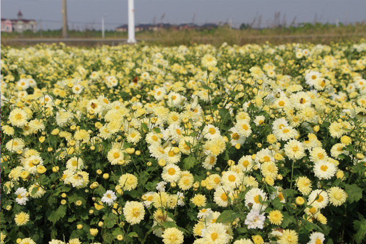批发优质桐乡杭白菊新货源头工厂散货菊花茶产地直销