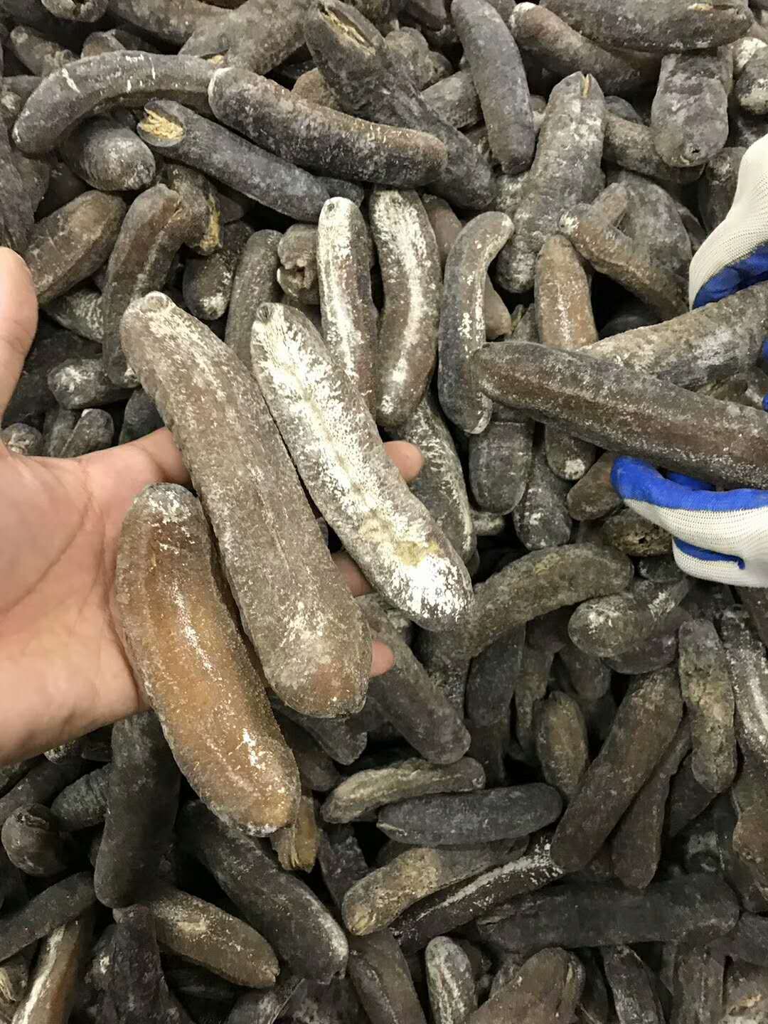 今天公布货源 光秃参海参 足干 无烂 5-6头￥650