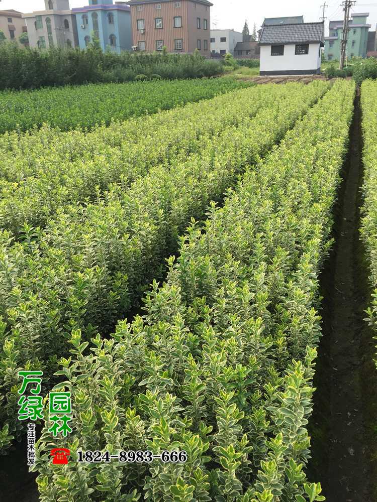 沭阳县万绿园林绿化苗木场