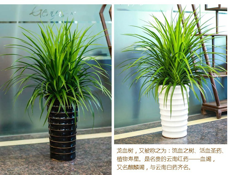 龙血树苗花卉盆栽办公室盆栽大型盆栽植物花卉绿植盆景龙须树龙铁