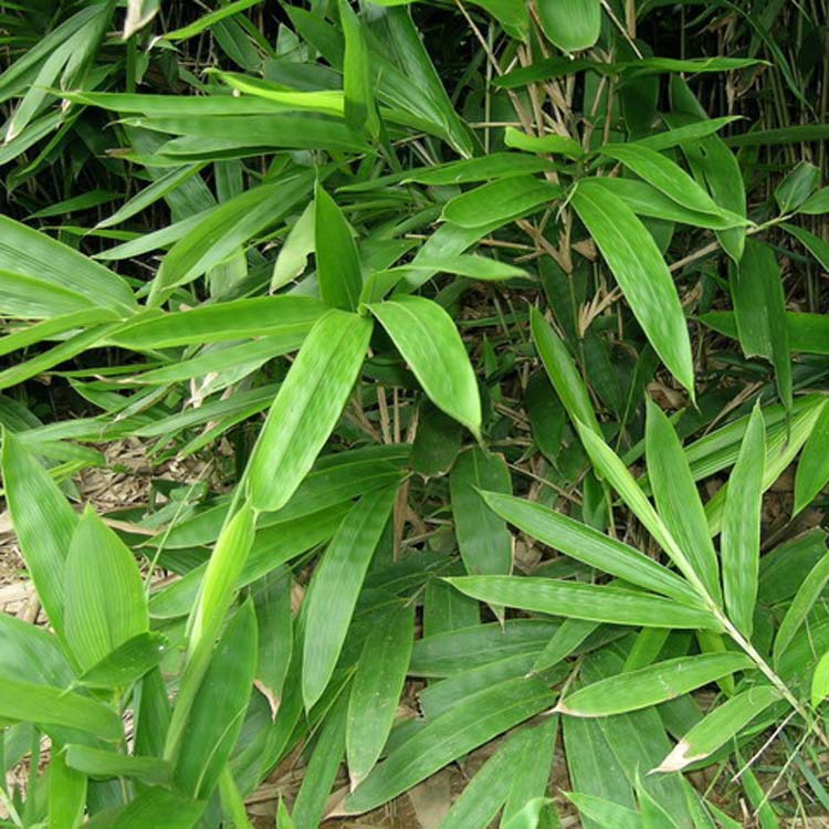 基地批发优质毛竹 工程绿化苗楠竹 毛竹苗 毛竹小苗品种齐全