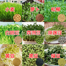 供应芽苗菜种子麻豌豆松柳小麦空心菜油葵红豆黄豆绿豆苜蓿水萝卜