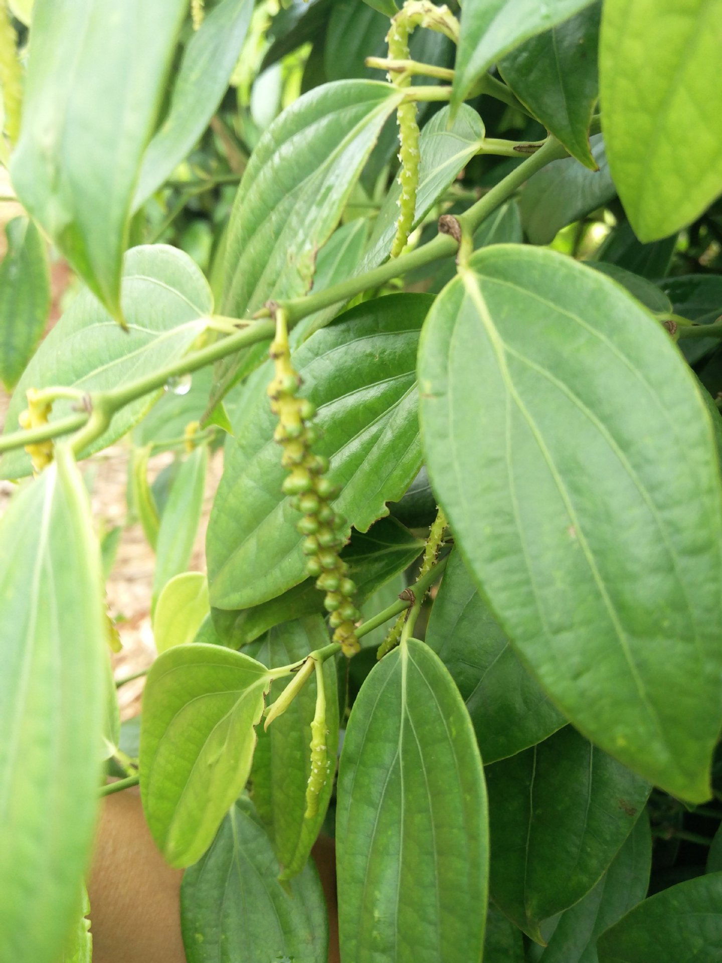 包邮批发海南特产胡椒根野生纯根农家老胡椒根料厂家直销