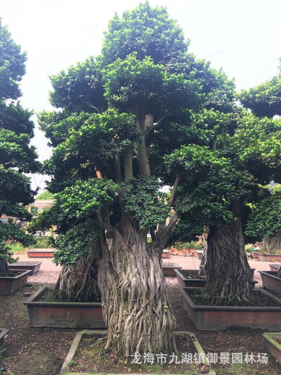 福建小叶榕桩景 广西造型榕树 批发重庆造型小叶榕桩头价格