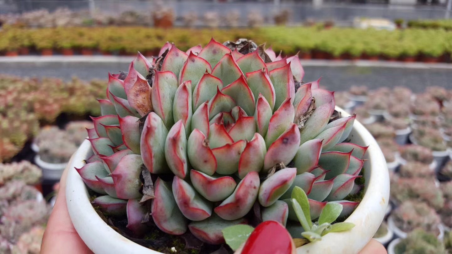 多肉植物盆栽 进口贵货多肉荷花群生 精养荷花多头 15厘米盆
