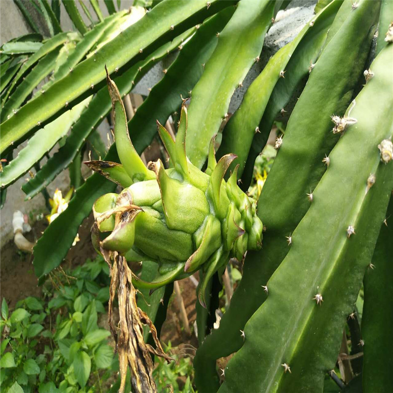 火龙果苗现挖现卖量大优惠地栽火龙果苗可南北方种植地栽火龙果苗