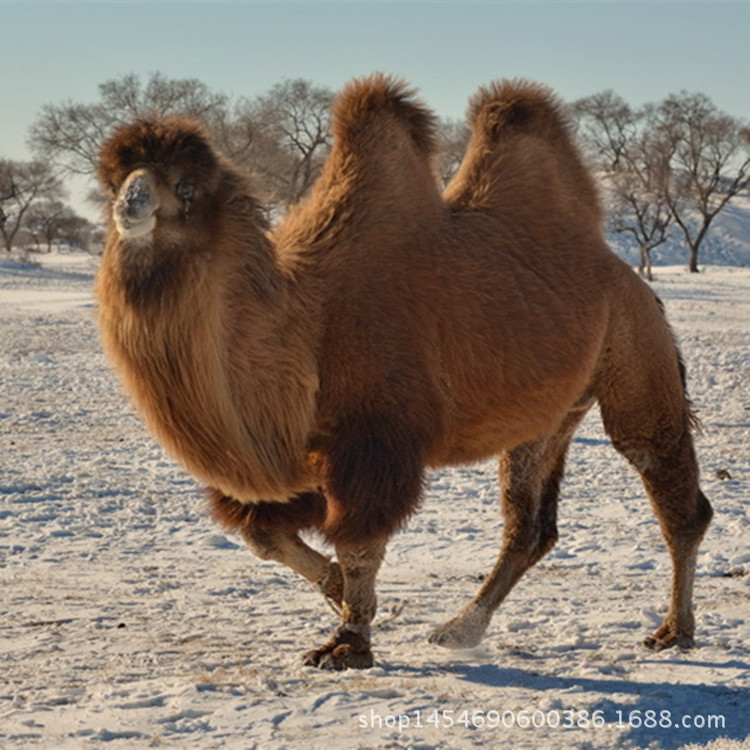 0成交0匹一峰骆驼可以驼两个人吗 骆驼好养活吗 成活率有多高相似店铺