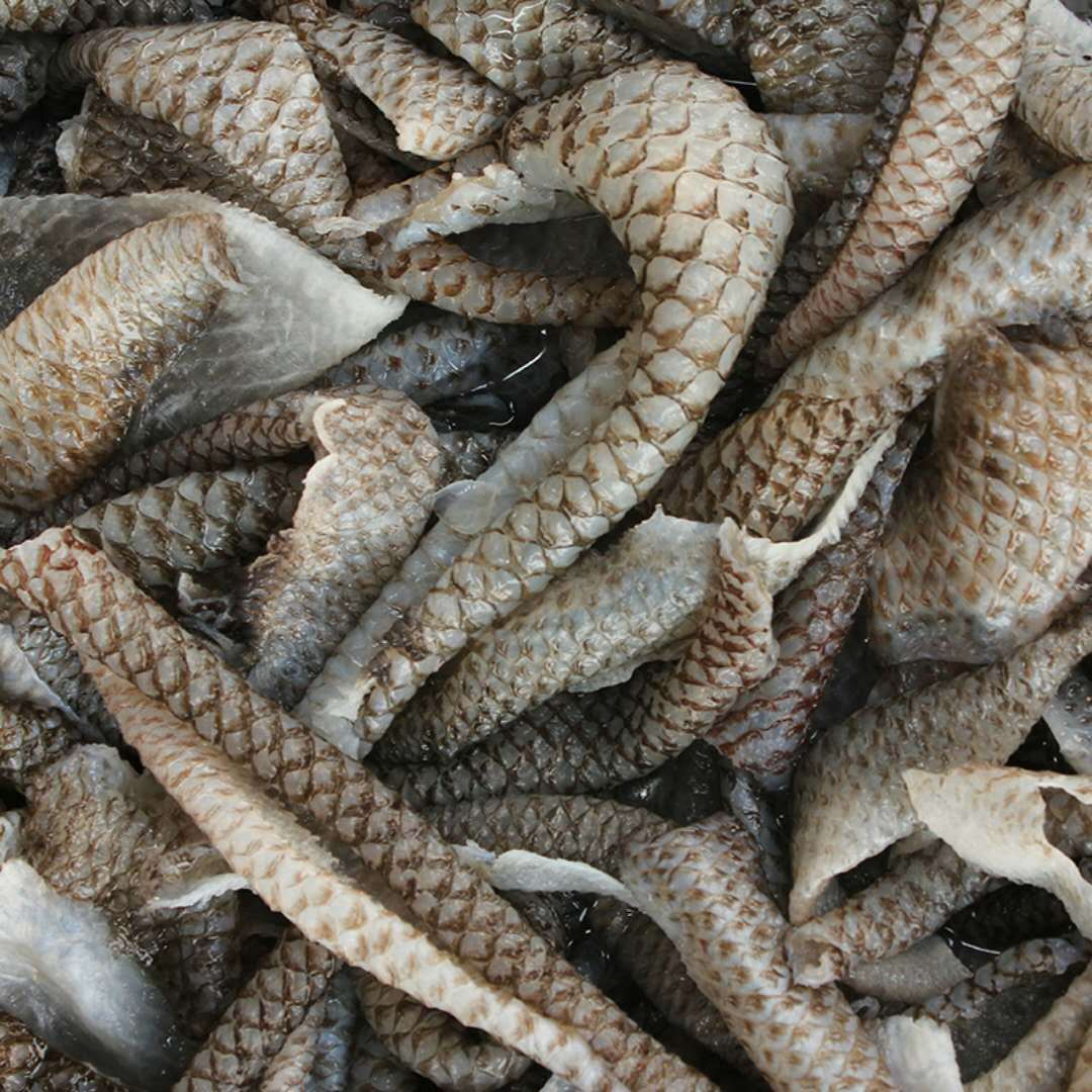 新鲜冷冻鱼皮,火锅,冒菜,凉拌50斤包邮