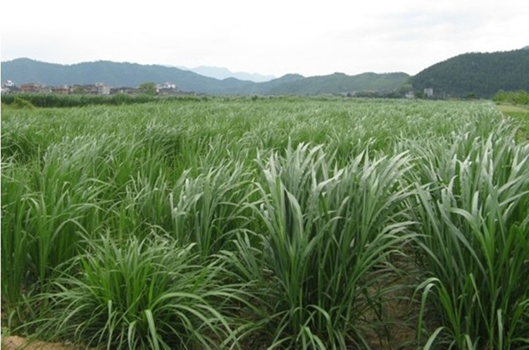 批发牛羊猪家禽牧草黑麦草种子 南方北方多年生 紫花苜蓿 菊苣