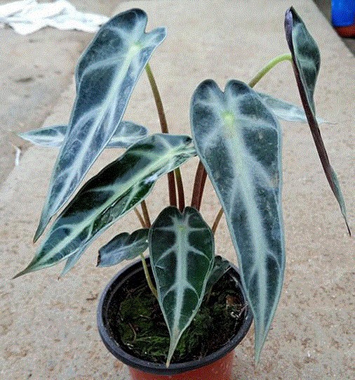 黑叶芋绿植小仙女吸水盆栽办公桌室内花卉小型绿植盆栽竹芋批发