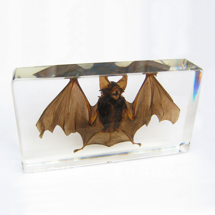 蝙蝠标本动物教学标本琥珀书镇透明树脂包埋昆虫人造琥珀创意礼品