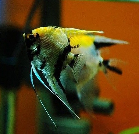 热带鱼 观赏鱼 熊猫仙 神仙鱼 燕子鱼 燕鱼 三色燕鱼 三色神仙