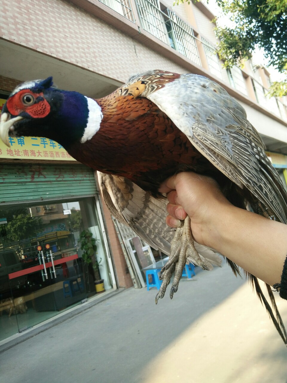 七彩山鸡大量出售