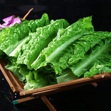 新鲜凤尾 免处理厂家直销 四川餐饮酒店供货 火锅食材莴笋尖批发