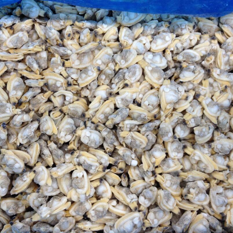 冻煮杂色蛤肉 花甲肉 花蛤肉 出口标准 单冻 散装 小包装