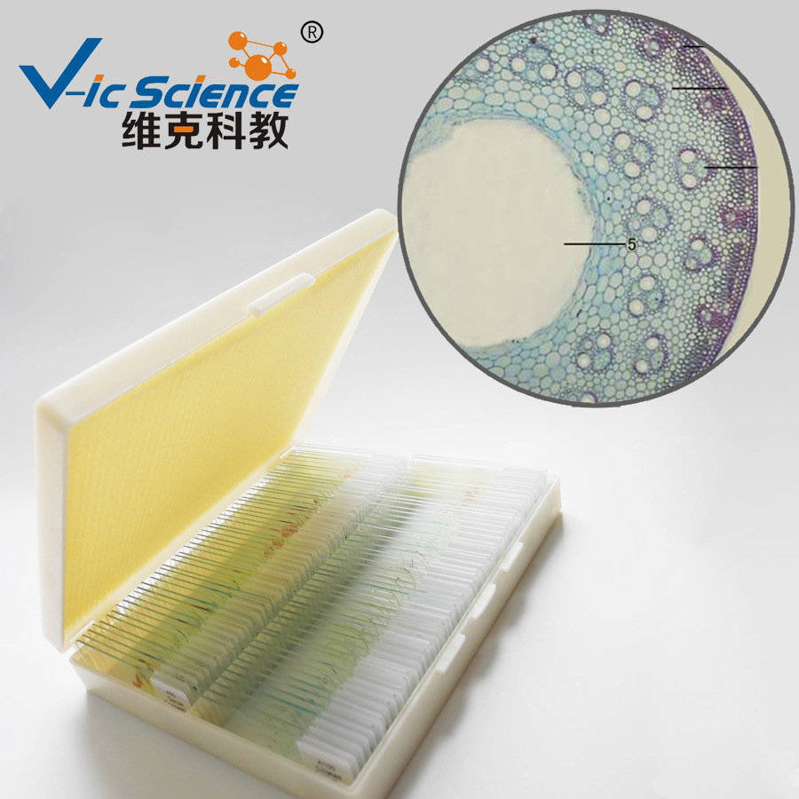 实力工厂 毛竹茎横切 生物切片 显微镜教学 植物细胞观察玻片标本