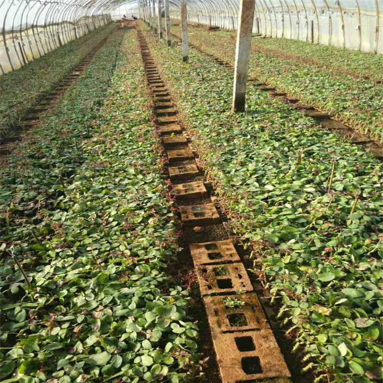 花卉种苗批发 红双喜玫瑰花苗月季苗 艳丽芳香食用玫瑰花种苗