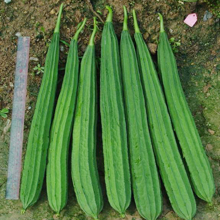 水丝瓜种子棱丝瓜种籽农家特菜棱瓜种子四季丝瓜春季蔬菜种孑爬藤