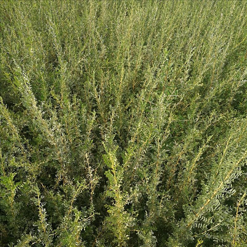 供应柠条树苗 一年生柠条苗 甘肃柠条锦鸡儿苗木