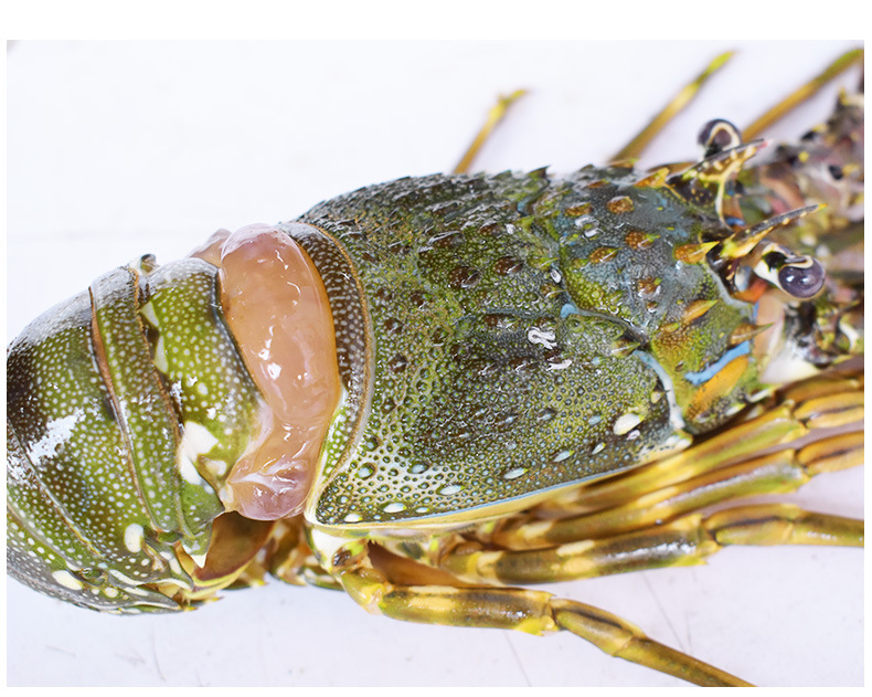 【著林】冷冻小青龙 规格4-6两专拍 越南龙虾长期批发供应