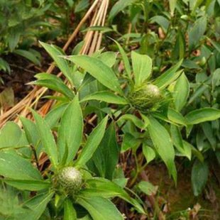 厂家直销 白术树苗 中药材料白术 一年苗 欢迎咨询