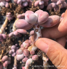 种植多肉植物大棚批发露养 桃蛋单头小桩带侧芽多肉品种裸根发