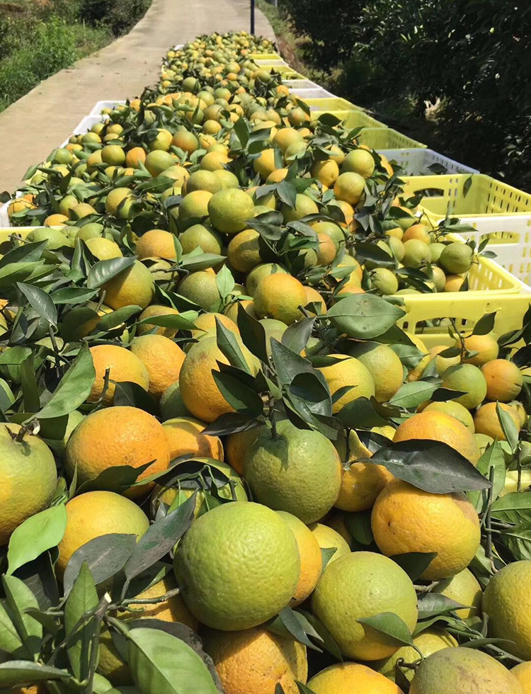 夏橙四川当季新鲜水果橙子孕妇水果5斤精品果现摘现发非秭归脐橙