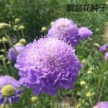 散装紫盆花种子 夏季种花种 盆栽夏天种花卉室内夏播花草四季易种