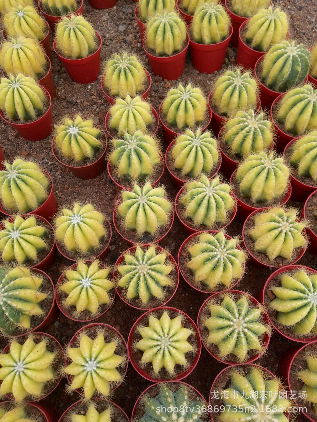 银光锦自然锦仙人球仙人柱多肉植物景观盆栽沙生植物仙人掌