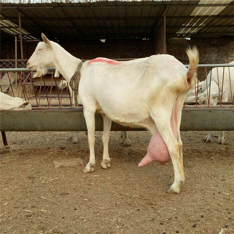 崂山奶山羊$陕西奶山羊$崂山奶山羊养殖技术 崂山奶山羊图片