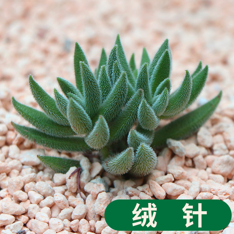 多肉绒针