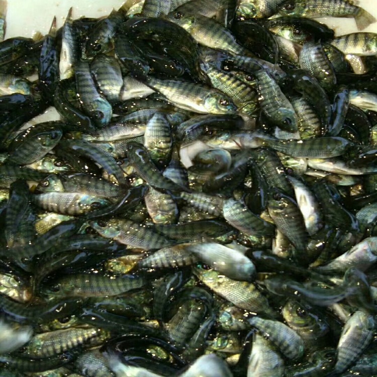 缩骨大头鱼苗 缩骨鳙鱼鱼苗 缩骨花鲢鱼苗 缩骨胖头鱼苗 7-9厘米