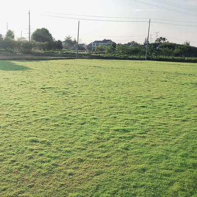 带土泥真草坪草皮百慕大马尼拉四季青果岭草户外庭院绿化植物