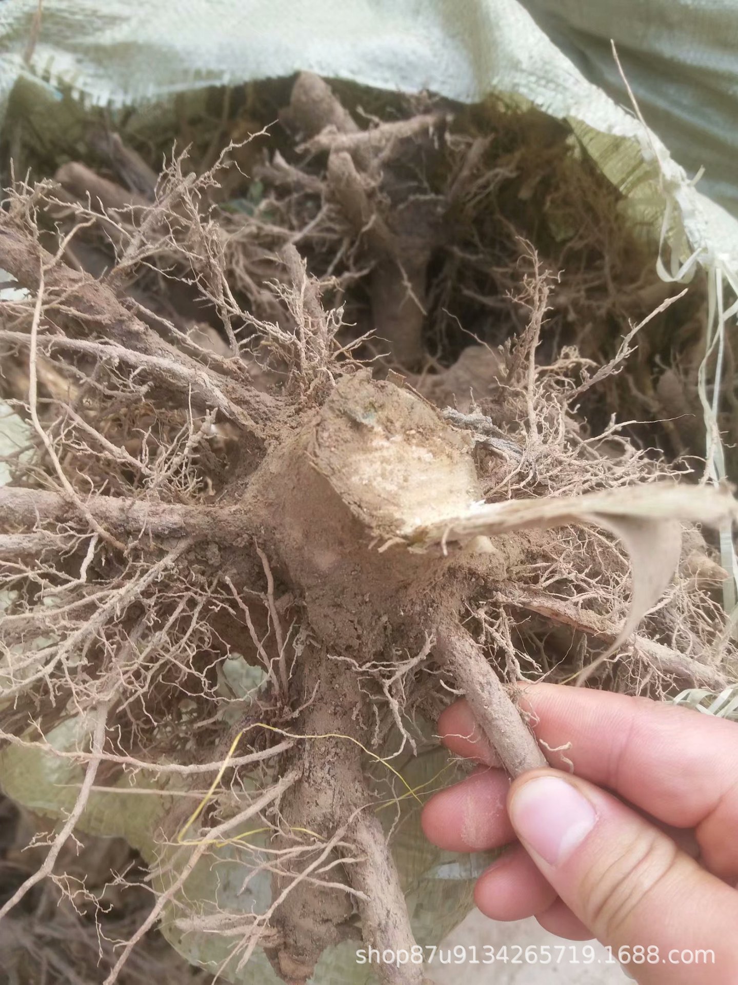 桐树种根 现挖现卖 快速发货泡桐树种根 泡桐苗根