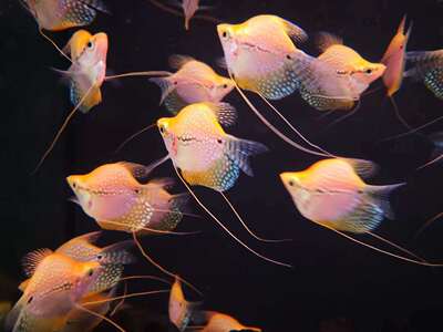 养什么观赏鱼繁殖赚钱_养什么观赏鱼繁殖赚钱_观赏蟹能繁殖吗